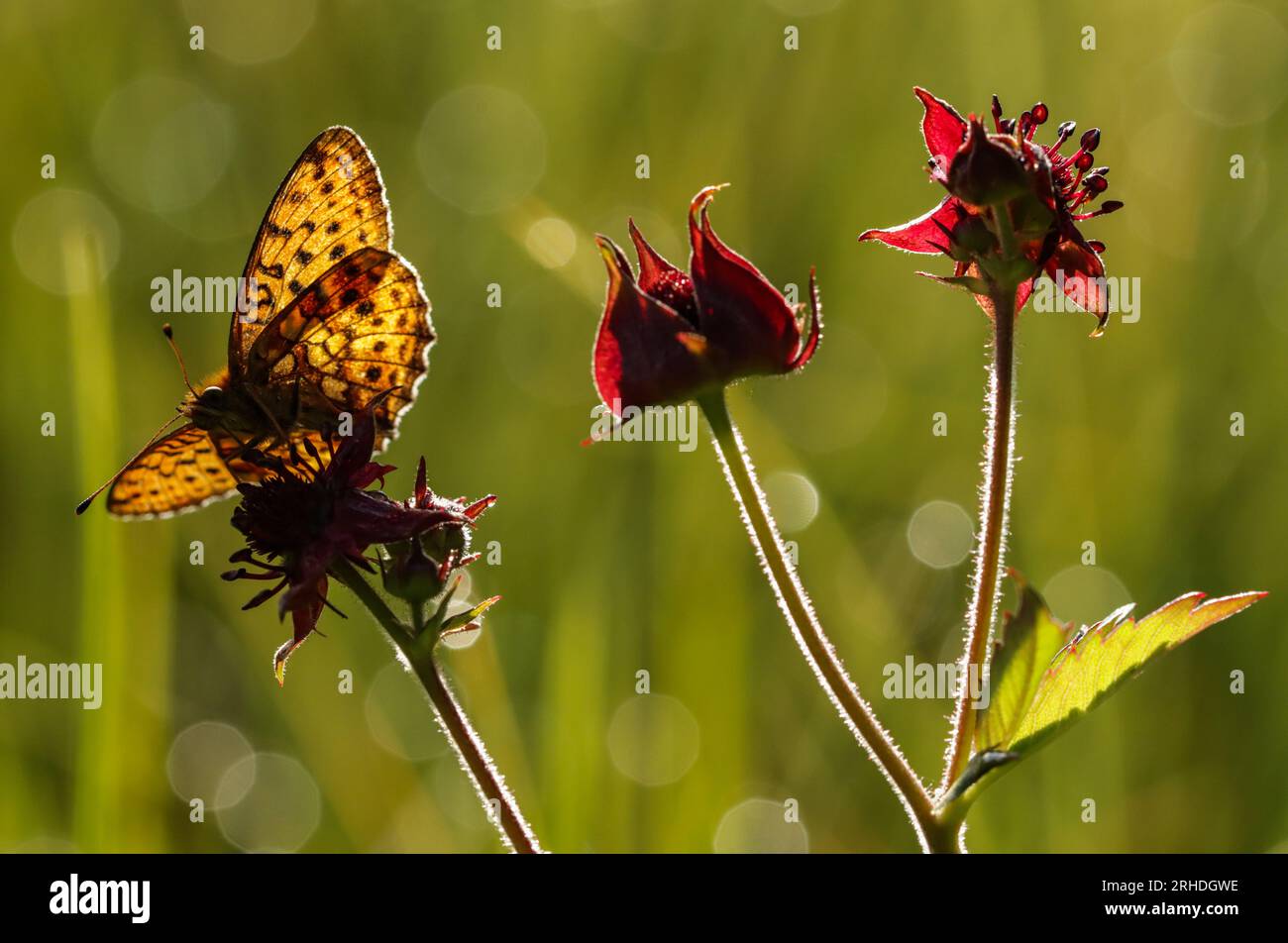papillon nacré sur un comaret des marais (Potentilla palustris) Stock Photo