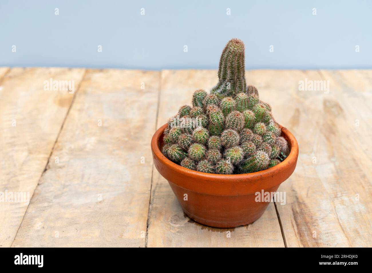 Echinocereus pectinatus beautiful cactus in a clay pot Stock Photo