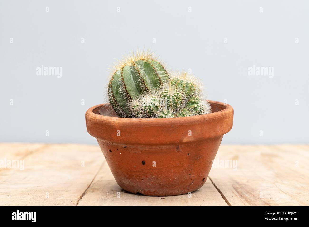 Parodia magnifica cactus in a clay pot Stock Photo
