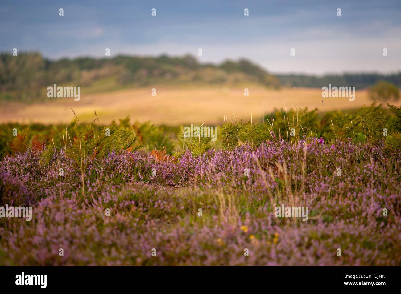 Ling heather new forest hi-res stock photography and images - Alamy