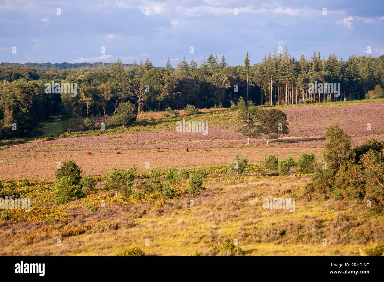 New Forest Landscape With Purple Heather In August, Hampshire, UK Stock ...