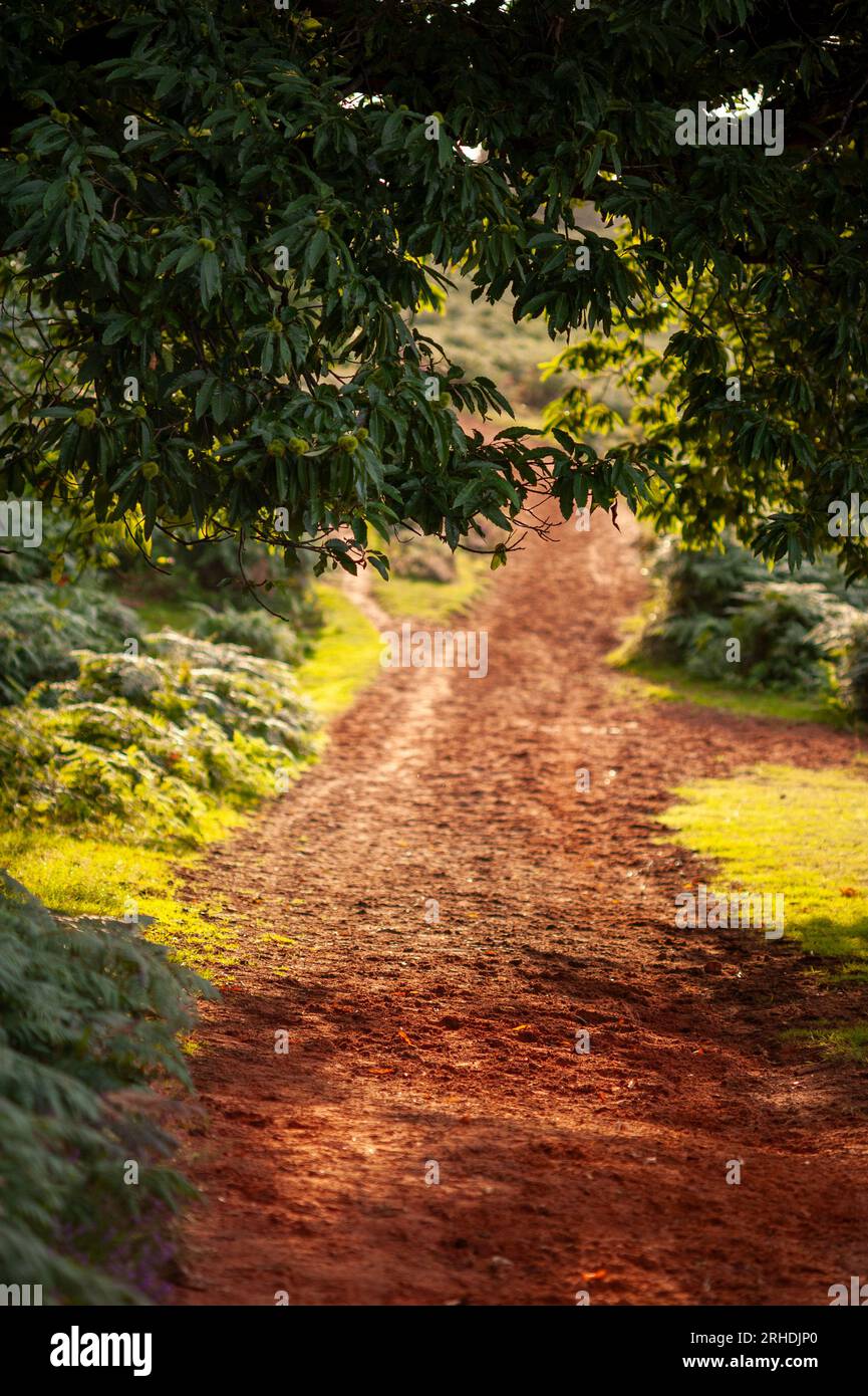 Footpath light hi-res stock photography and images - Alamy