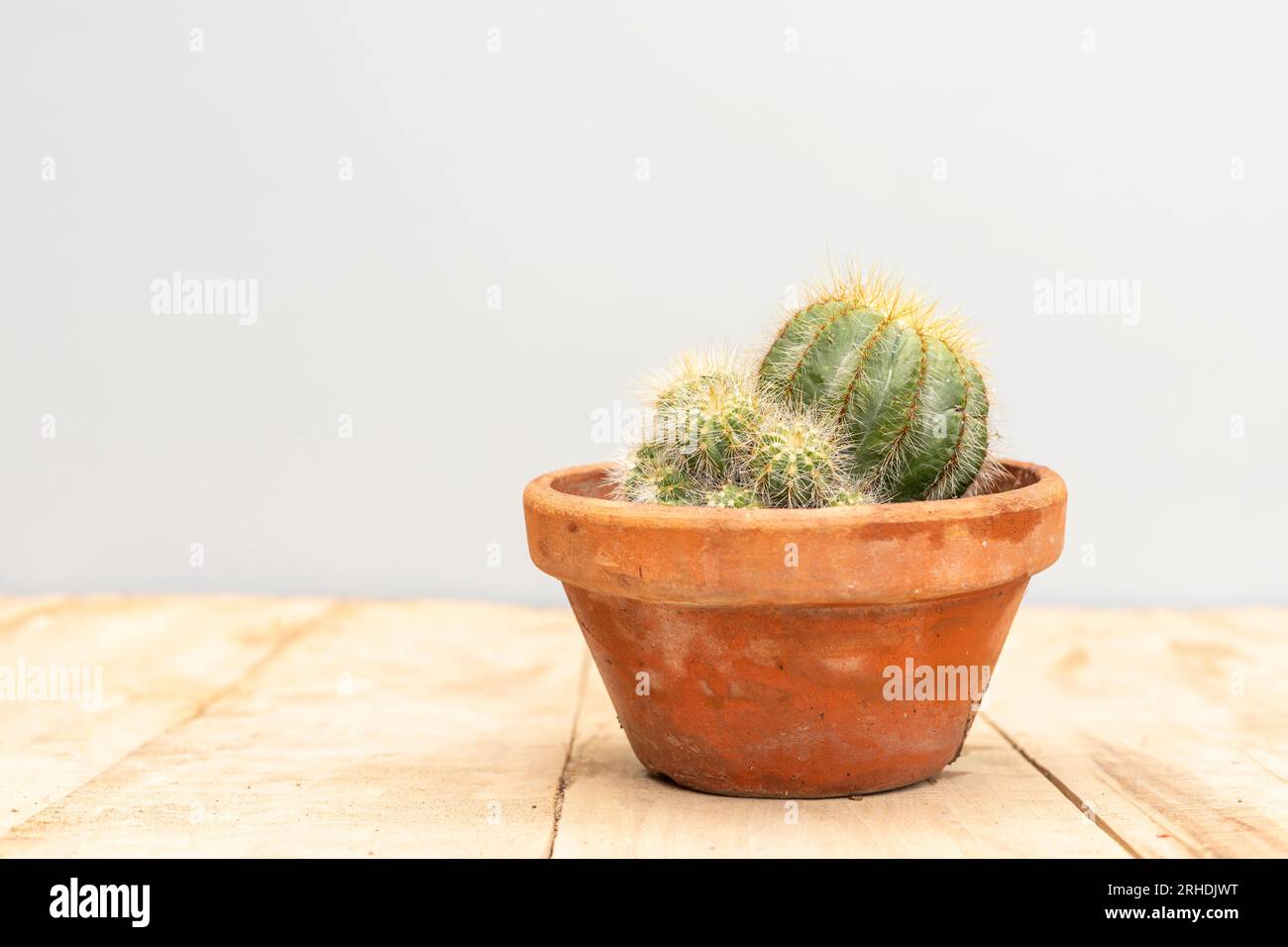 Echinocereus pectinatus cactus closeup view Stock Photo