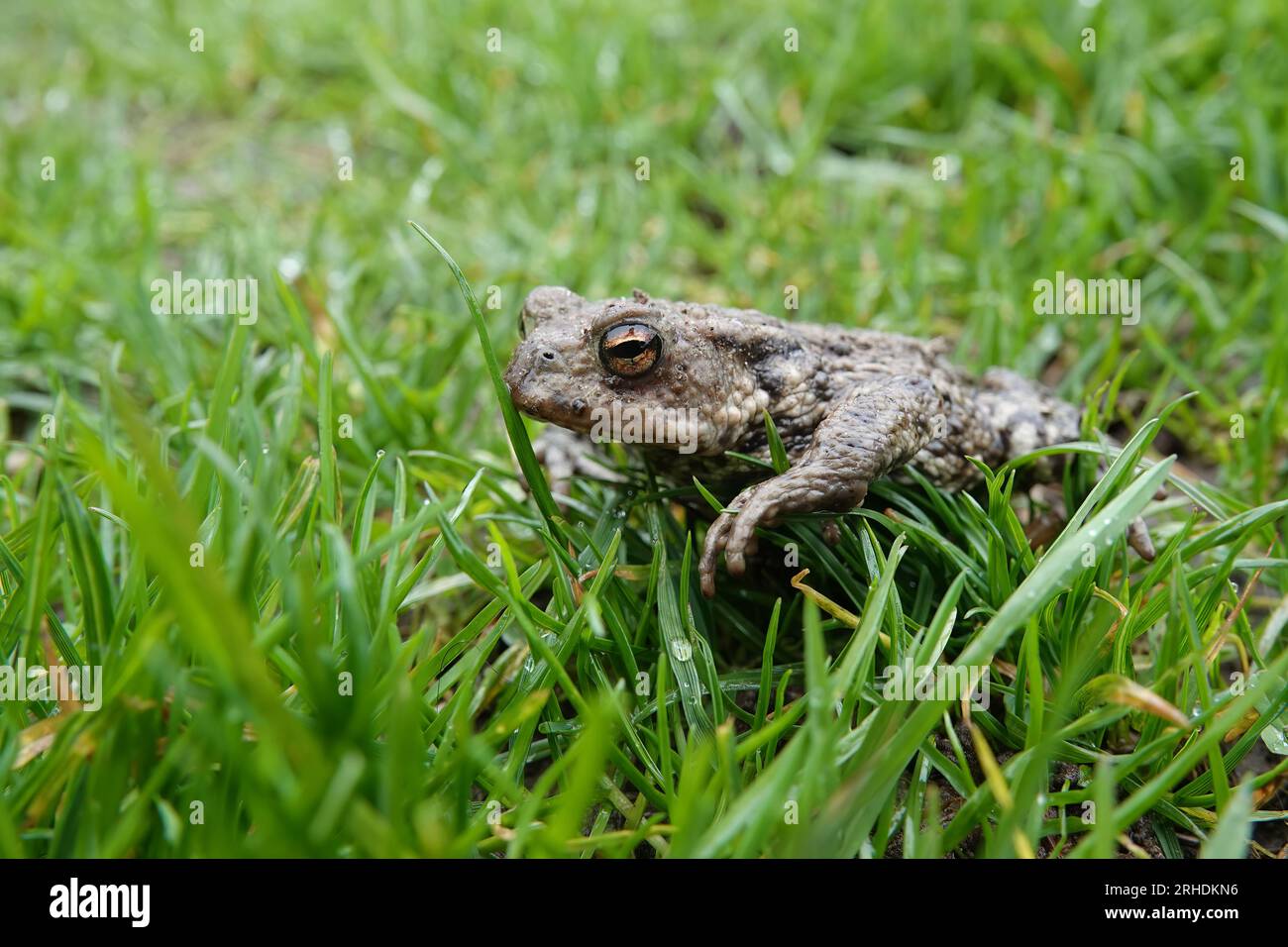 Closeup on a female European common toad, Bufo bufo sitting on the ground and grass in the garden in rainy weather Stock Photo