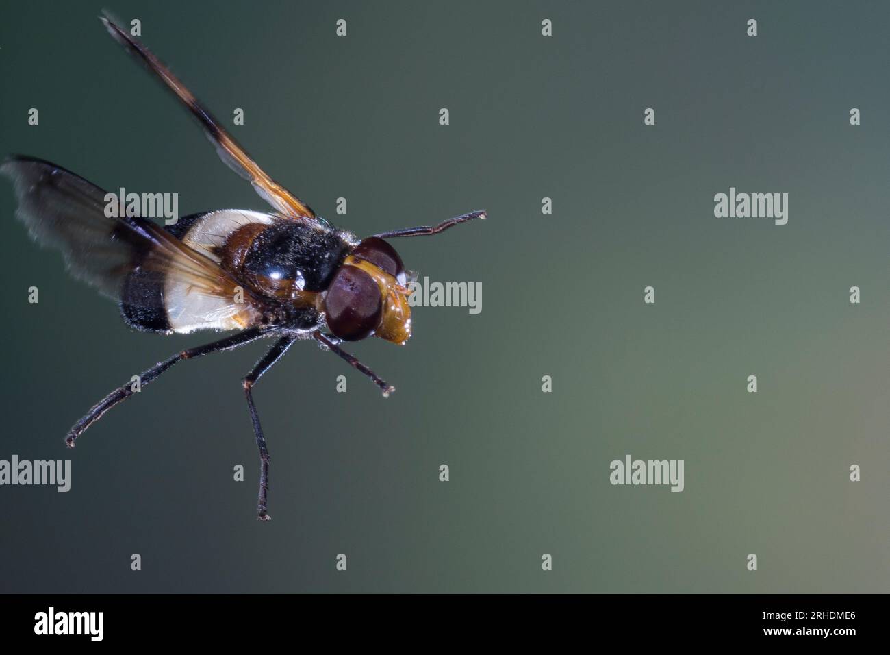 Waldschwebfliege, Gemeine Waldschwebfliege, Wald-Schwebfliege, Gemeine Hummel-Schwebfliege, Weißbindige Hummelschwebfliege, Weißgebänderte Schwebflieg Stock Photo