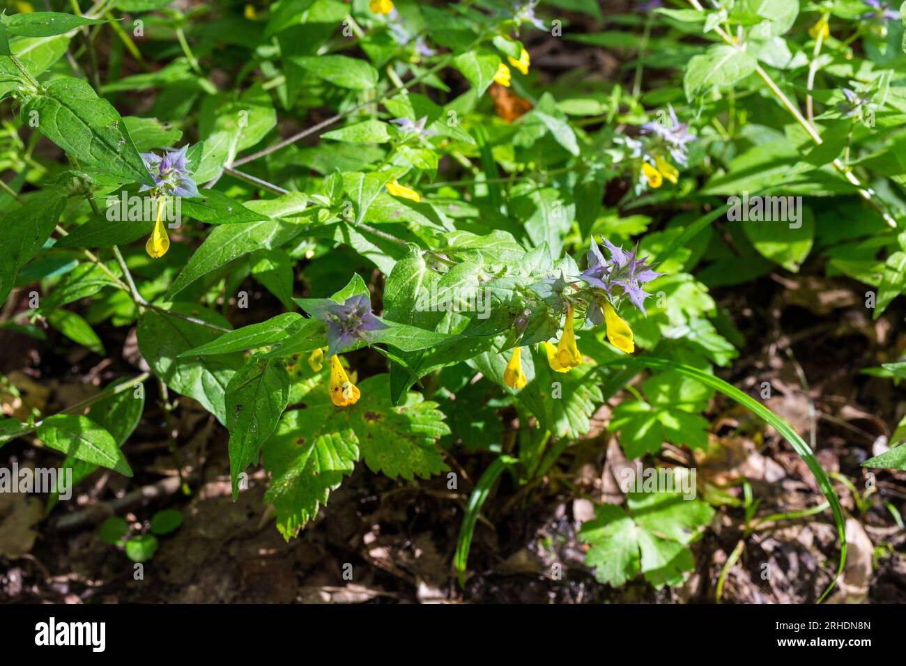 Wood Cow-wheat (Melampyrum nemerosum) flowering plant on forest floor, Soproni-hegyseg, Sopron, Hungary Stock Photo