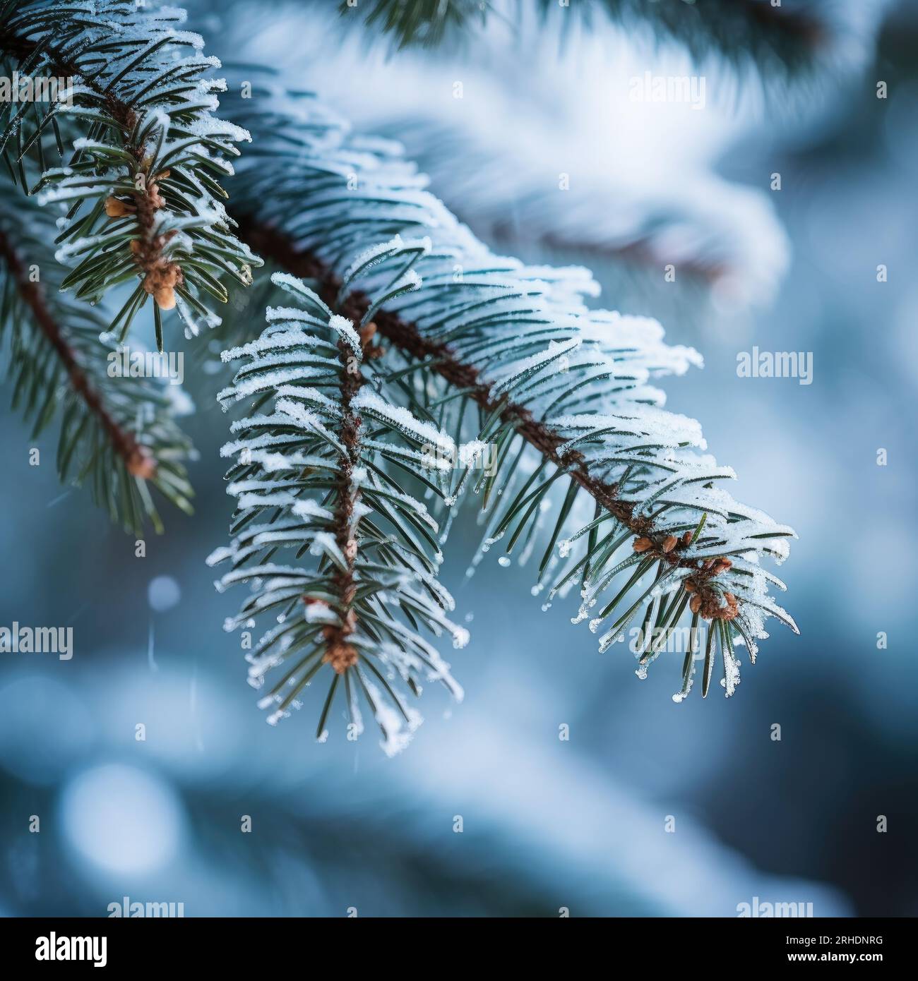 Blue fir tree in square hi-res stock photography and images - Alamy
