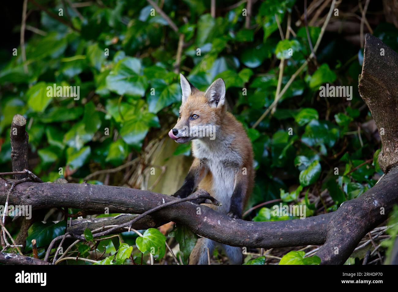 Fox cubs playing in the garden Stock Photo