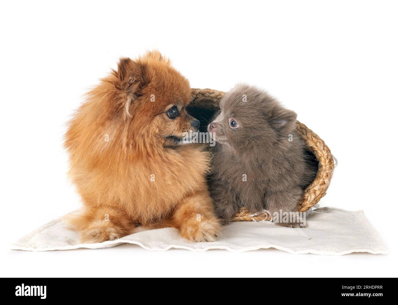 young pomeranians in front of white background Stock Photo