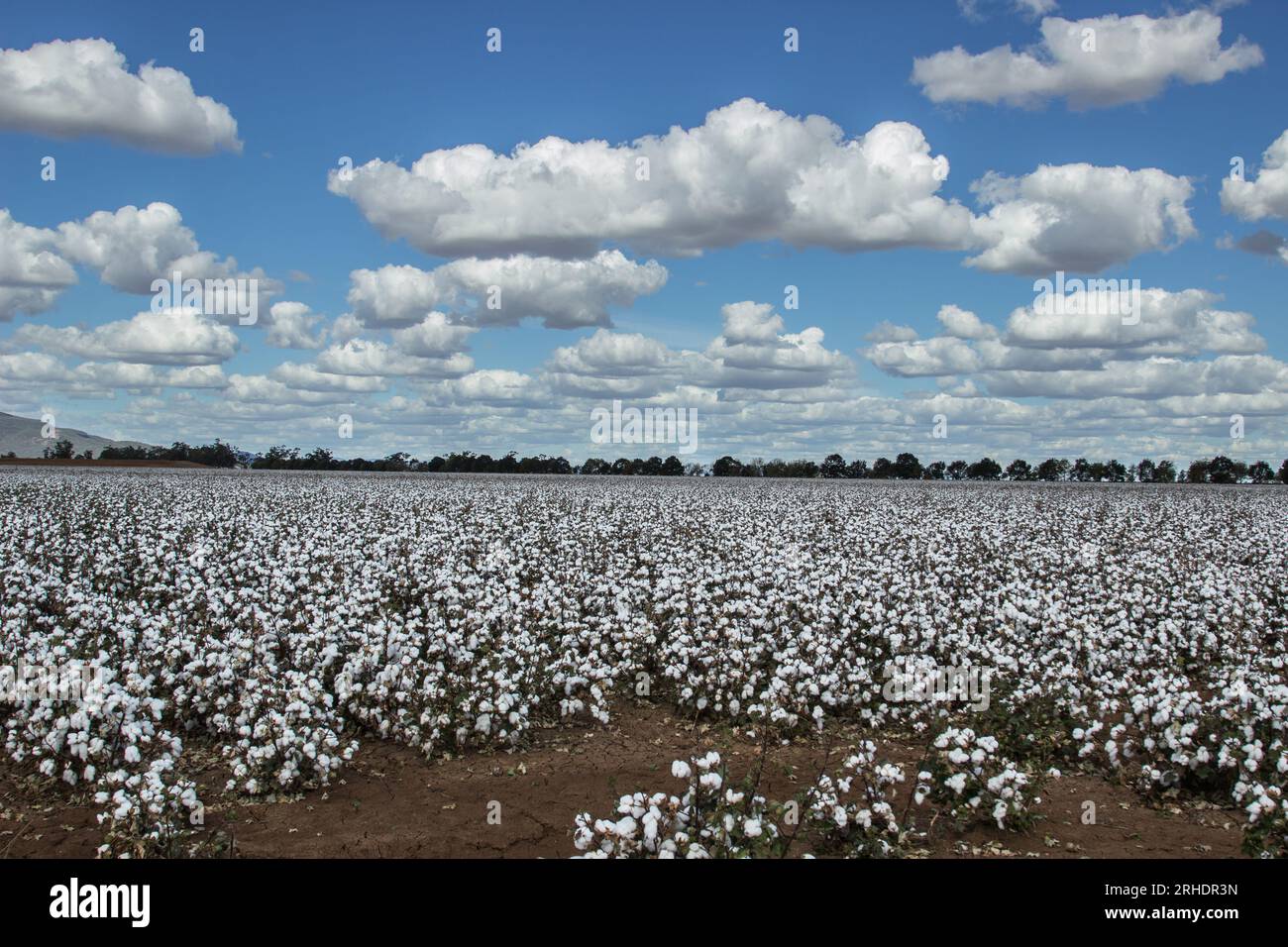 Paddock of cotton plants ready for harvest in australian landscape with fluffy clouds in sky Stock Photo