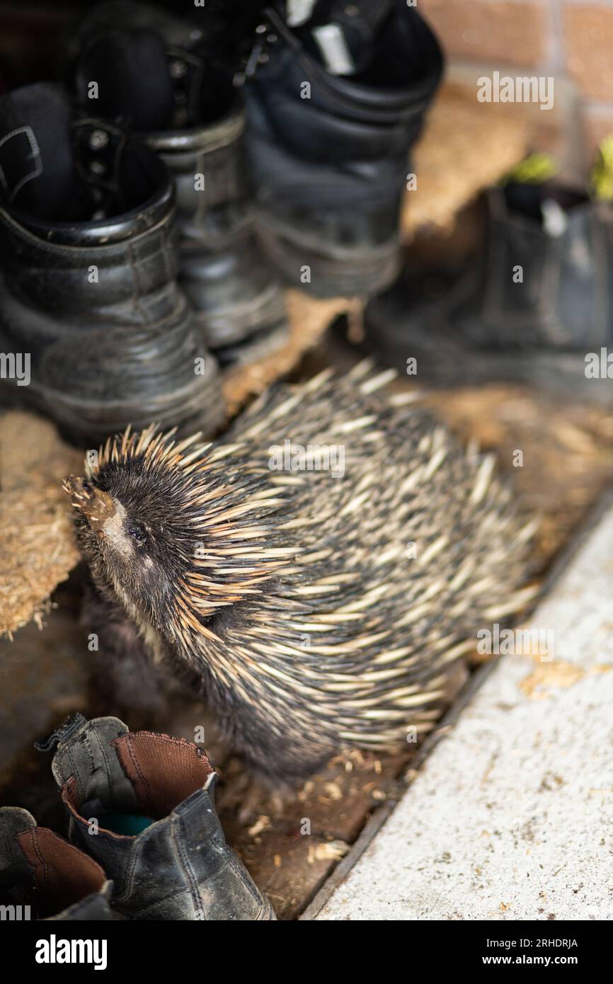 Curious echidna native animal amongst boots by farm door in rural Australia Stock Photo