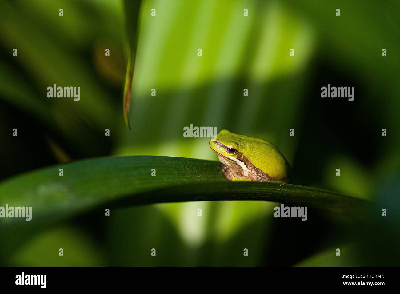 macro shot of tiny green frog on leaf in garden in Australia Stock Photo