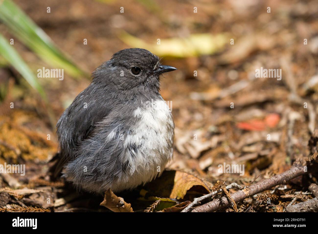 Stewart Island Robin - Petroica australis - resting on the ground, in a sunny clearing on the forest floor, bathing in the warm sun.Stewart Island New Stock Photo