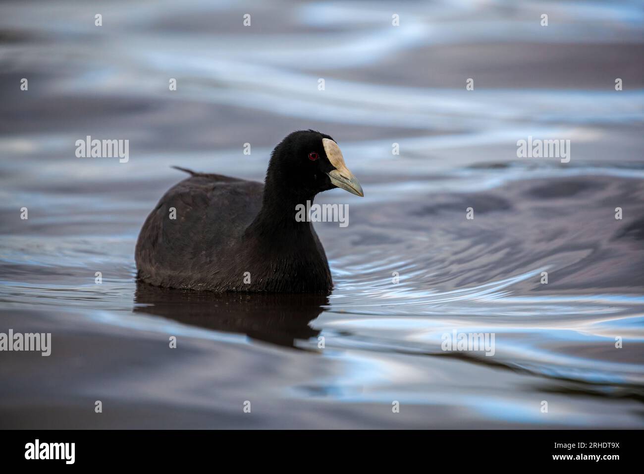 An Australian coot - Fulica atra - swimming on the water Stock Photo