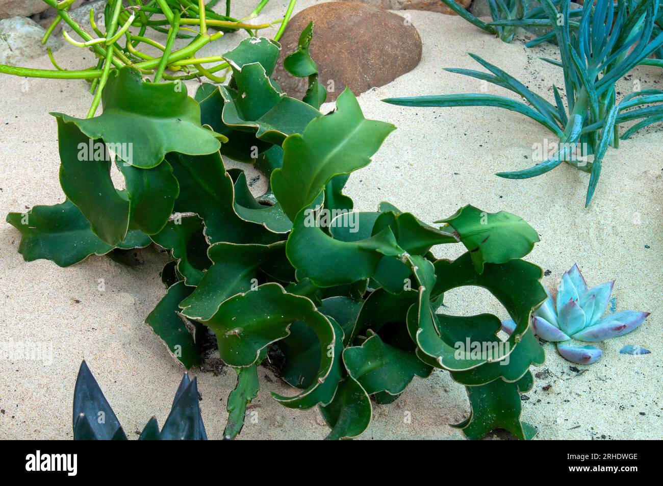 Sydney Australia, epiphyllum guatemalense monstrose curly sue in garden Stock Photo