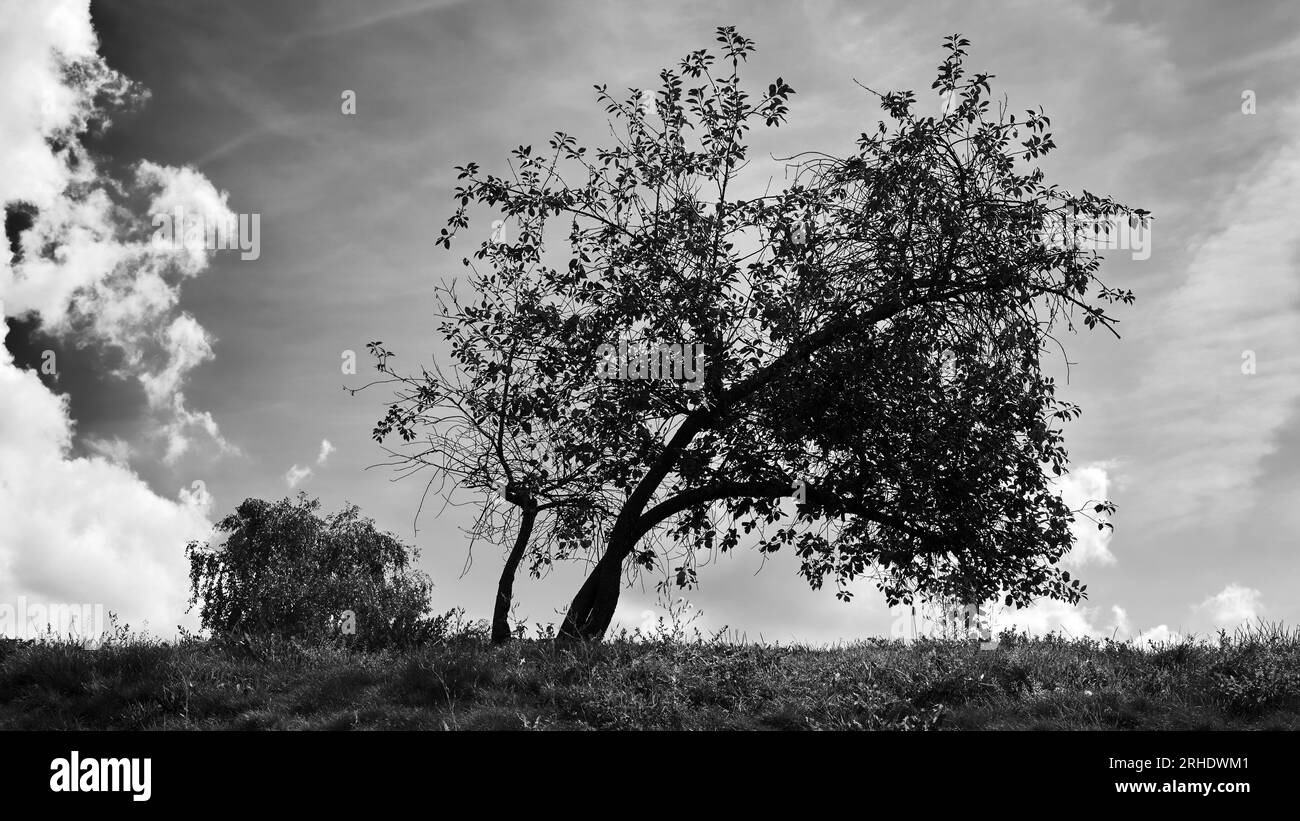 Grass field tree dramatic sky Black and White Stock Photos & Images - Alamy