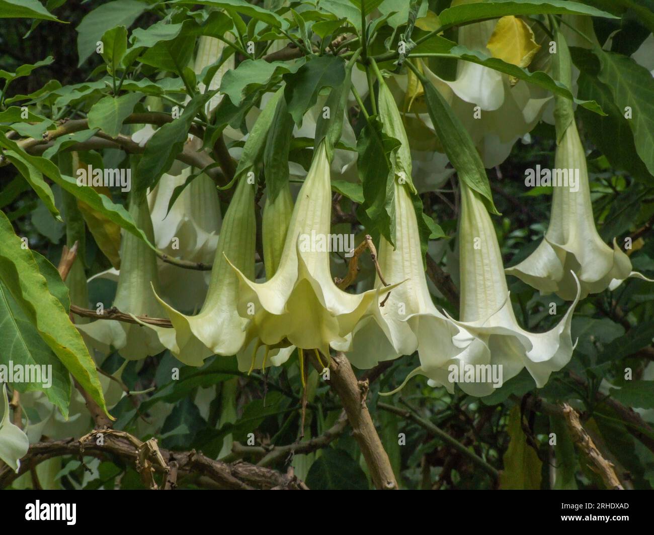 The very poisonous Angel's Trumpet, Genus Brugmansia, on Cerro Santa
