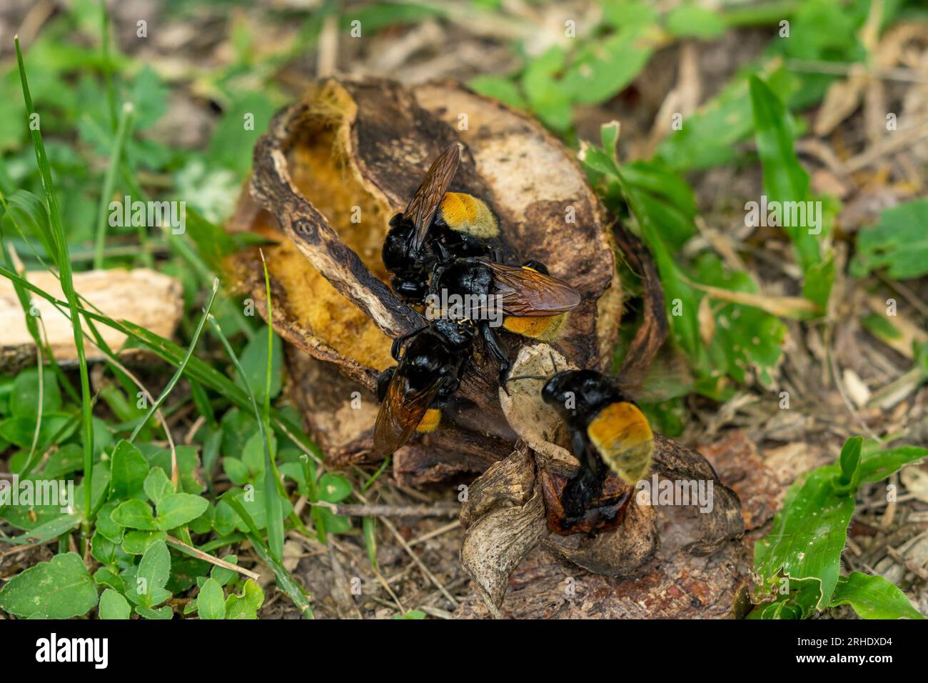 Orchid Bees on a dried fruit of the Horse Balls Tree, Tabernaemontana