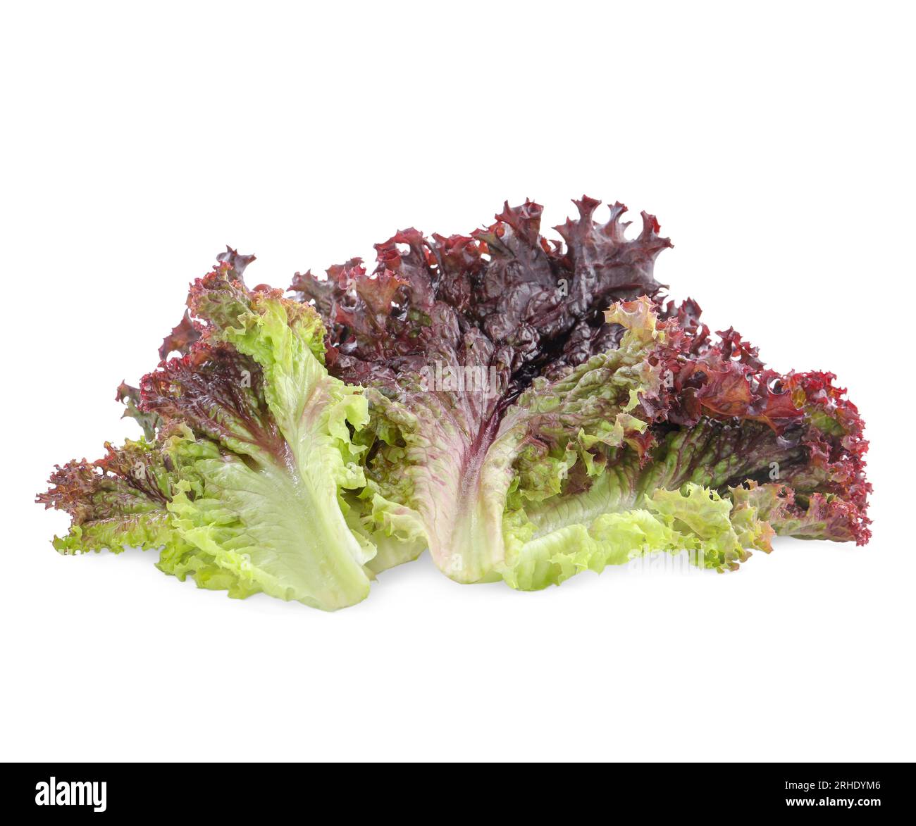 Leaves of fresh red coral lettuce isolated on white Stock Photo Alamy