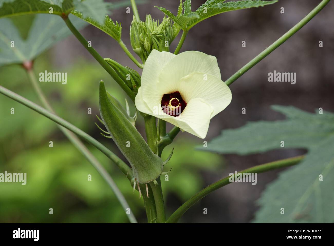 Flowering okra plant with mature vegetable Stock Photo Alamy