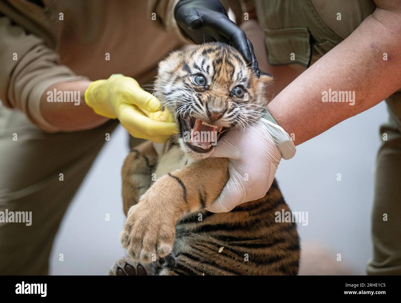 16 August 2023, Hesse, Frankfurt/Main: One of two small Sumatran