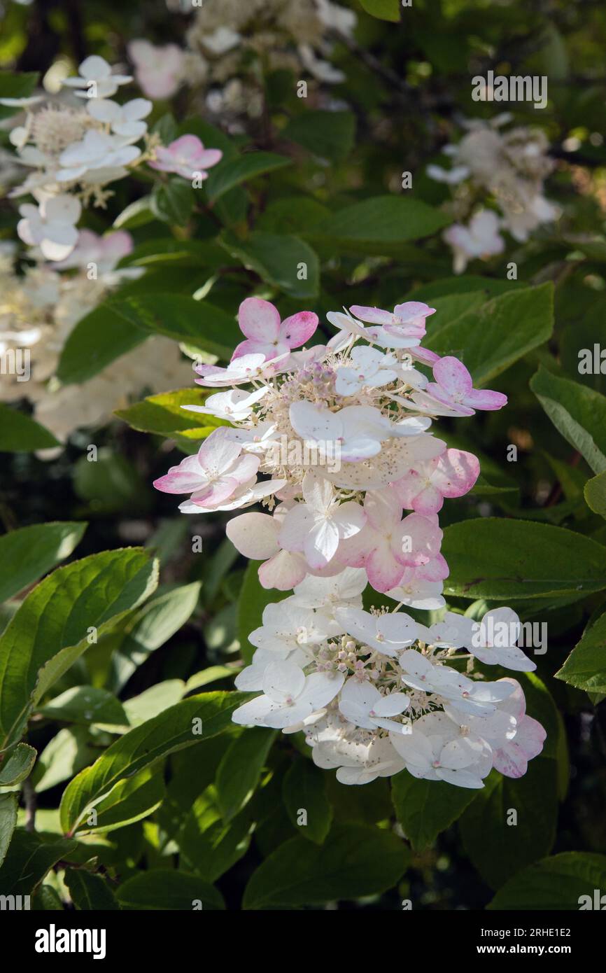 Hydrangea paniculata 'Grandiflora' Stock Photo - Alamy