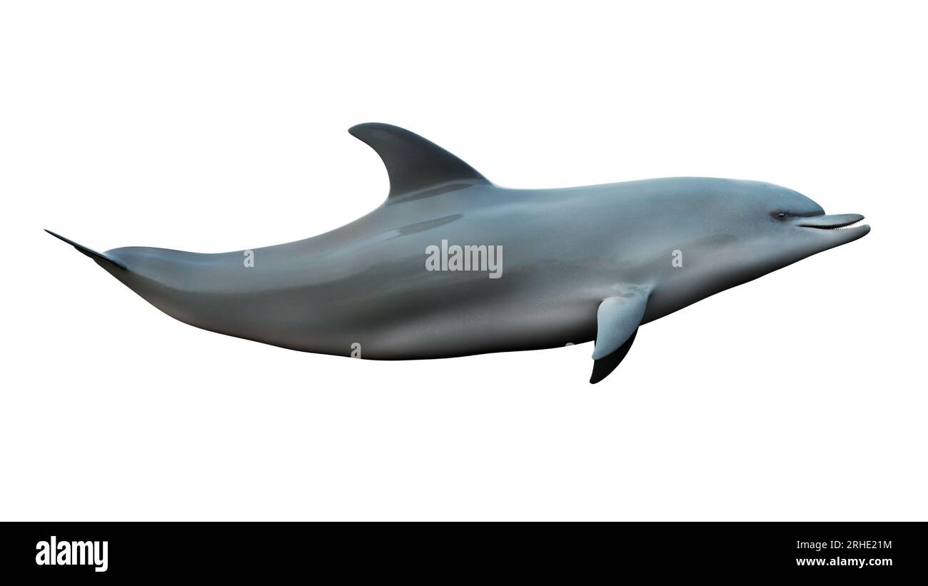 bottlenose and spinner dolphins 3D render. isolated dolphin on a white background Stock Photo