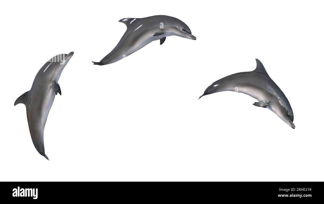 mix of 3 images of dolphin jump 3d rendering of isolated playfull dolphin Stock Photo