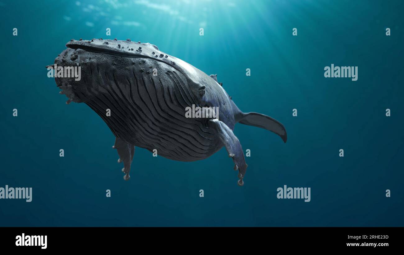 Humpback whale megaptera novaeangliae singing hi-res stock photography and  images - Alamy