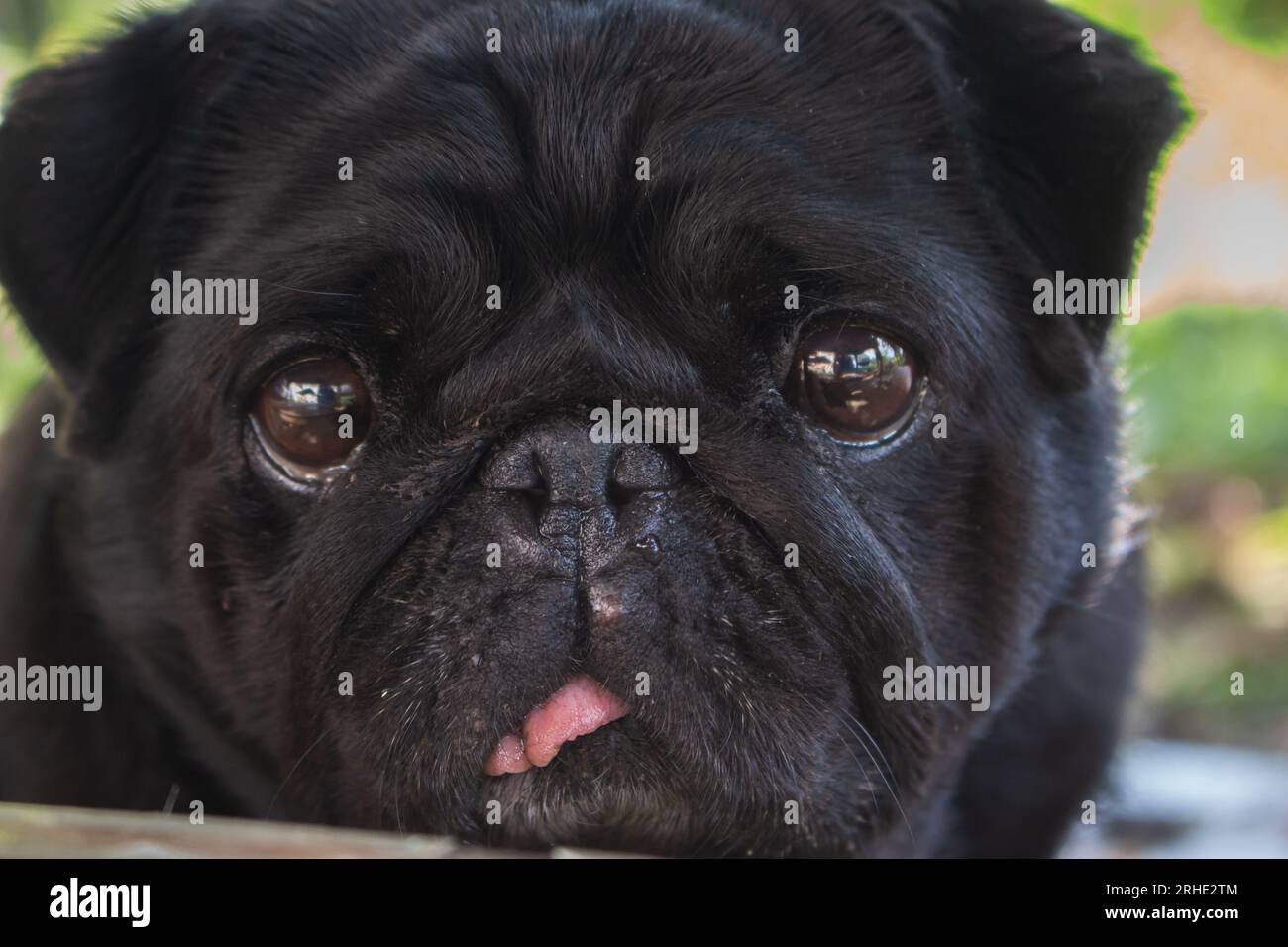 Black pug portrait. Funny dog face. Best human friend. Domestic dogs concept. Black pug looking at camera. Adorable lazy pug. Small black dog. Stock Photo