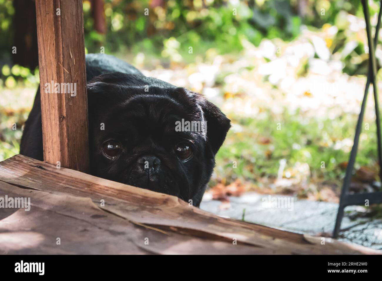 Black pug playing hide and seek. Funny mops face. Best human friend. Domestic dogs concept. Black pug looking at camera. Small black dog. Stock Photo