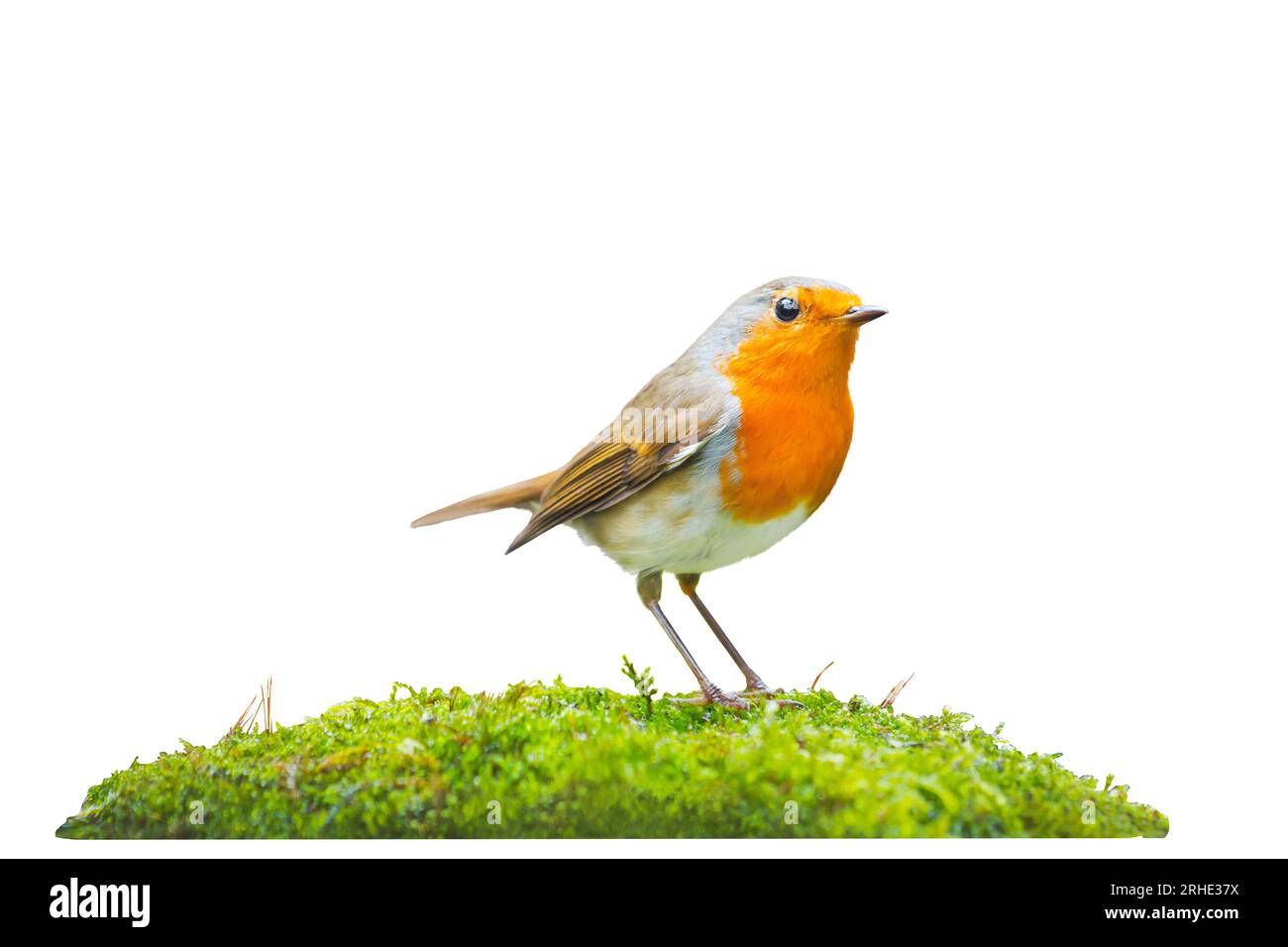 robin stands on green moss isolated on white Stock Photo - Alamy
