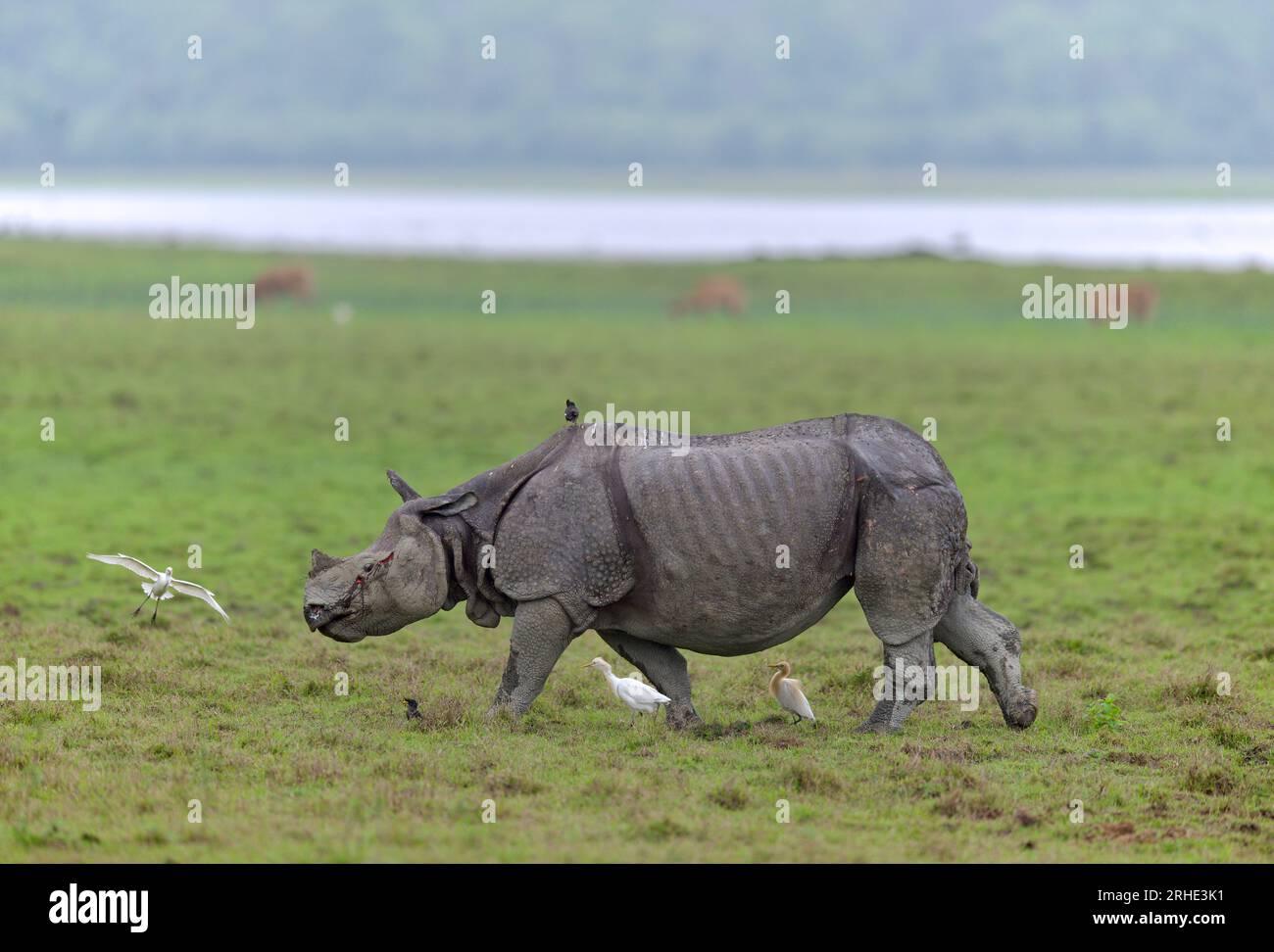 One Horned Rhino from Kaziranga National Park, Assam Stock Photo Alamy