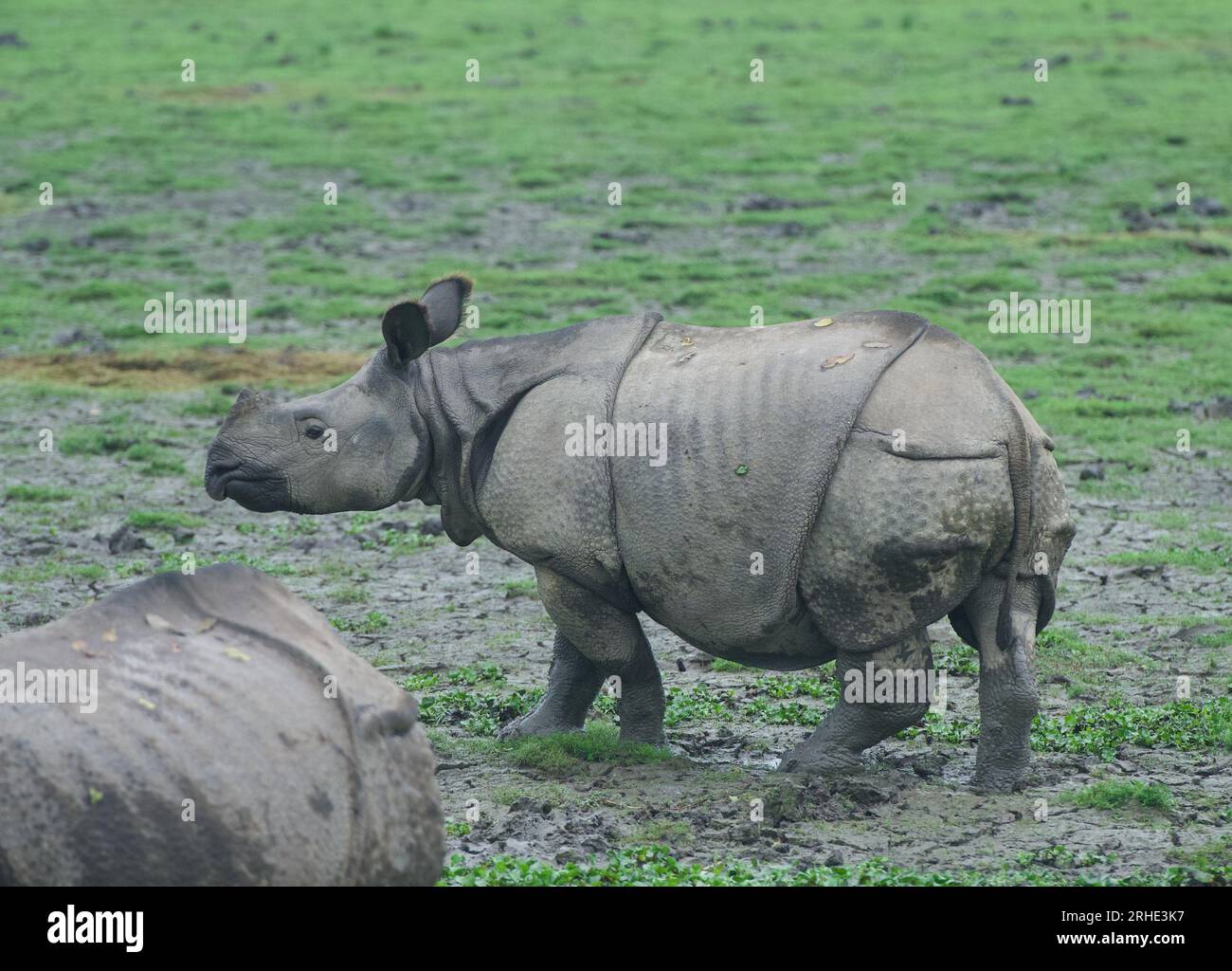One Horned Rhino from Kaziranga National Park, Assam Stock Photo Alamy