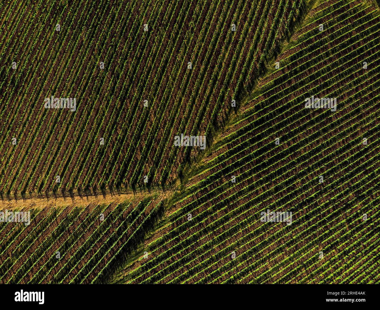 Overhead photo of vineyards in Tuscany at sunset Stock Photo