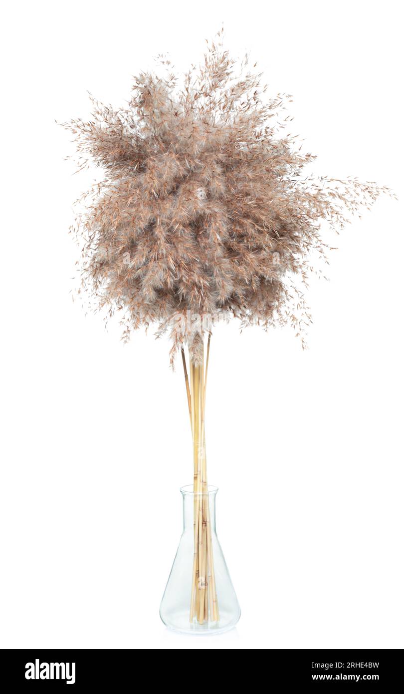 Dry decorative pampas grass in a glass vase, isolated on white