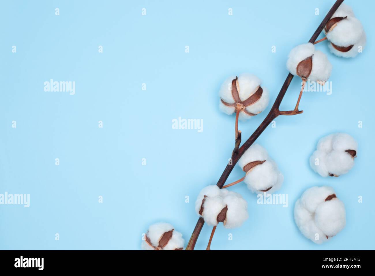 Coton Flower on delicate blue background, natural creative concept Stock Photo
