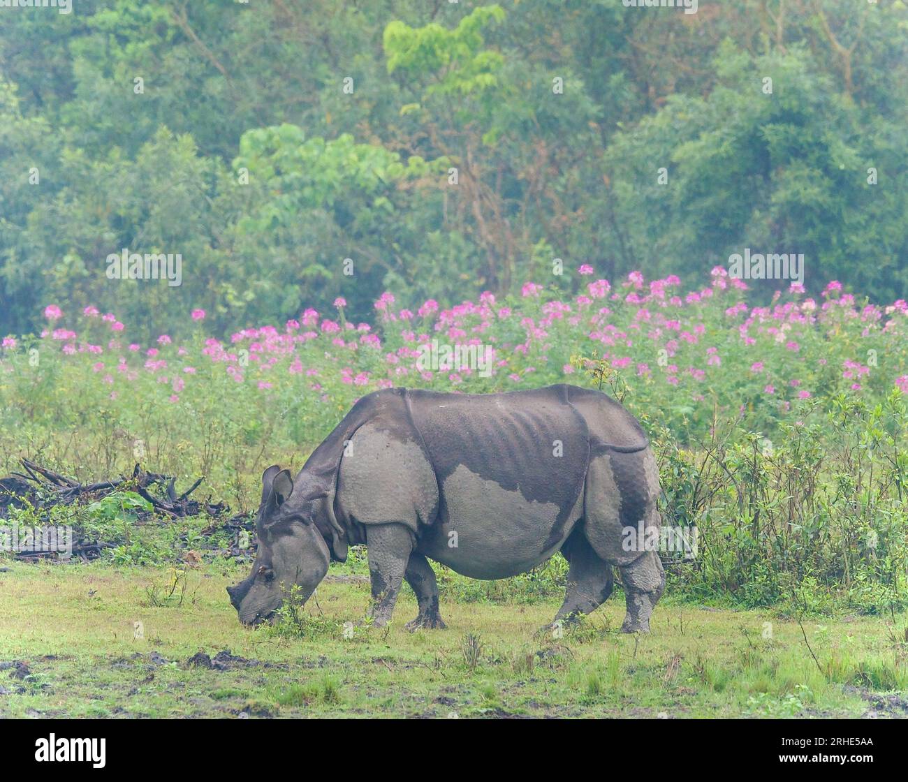 One Horned Rhino from Kaziranga National Park, Assam Stock Photo Alamy