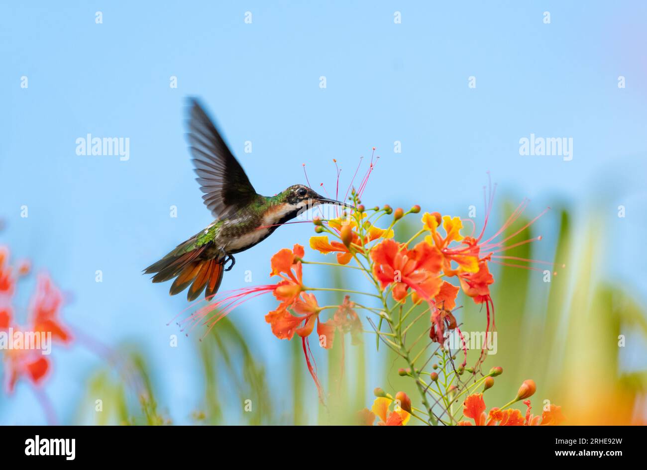 Colorful photo of a Black-throated Mango hummingbird, Anthracothorax nigricollis, pollinating tropical Pride of Barbados flowers Stock Photo