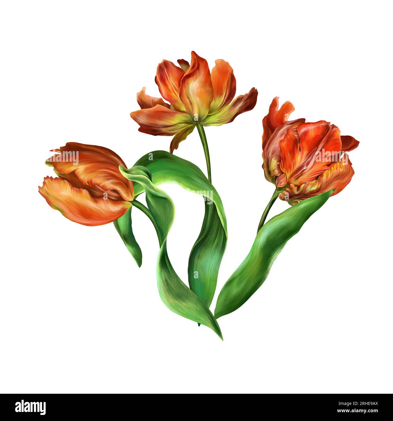 Three red tulip flowers with green leaves. Flowers illustration isolated on white background. Design element for greeting cards, wedding invitations, Stock Photo