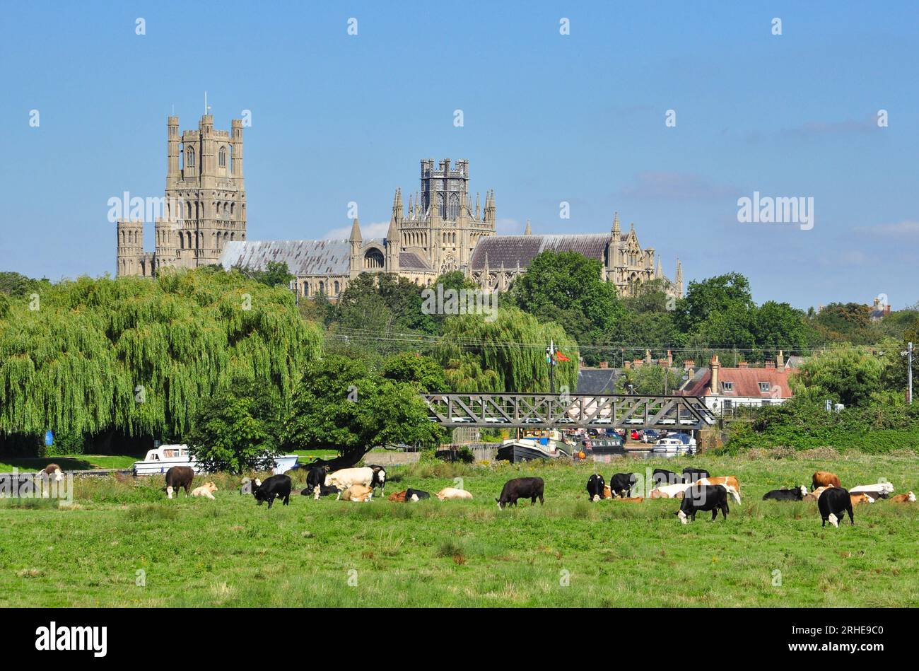 Cows grazing in a meadow, railway girder bridge and cathedral at Ely, Cambridgeshire, England, UK Stock Photo