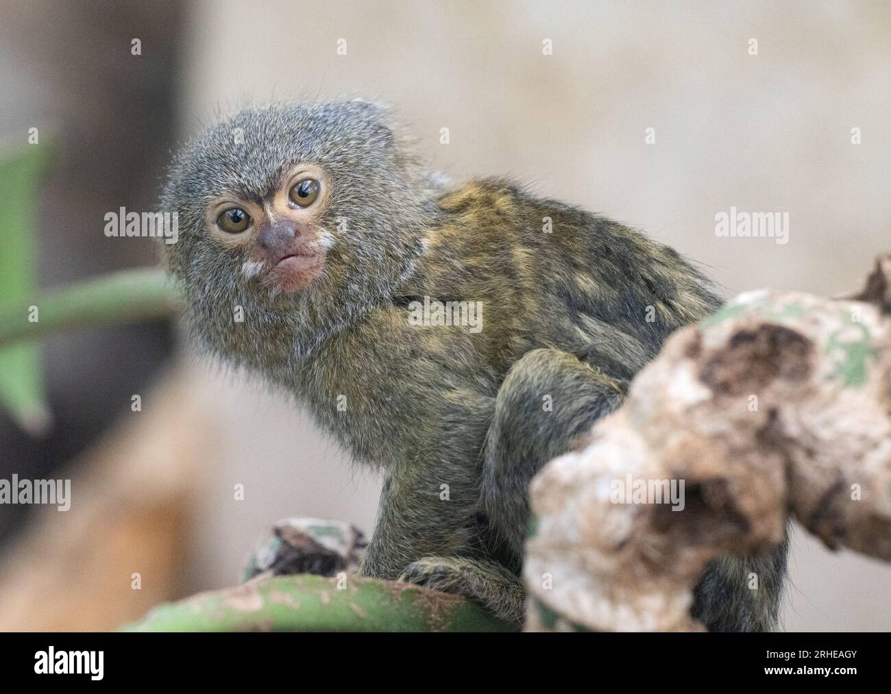 Pygmy Marmoset - The western Pygmy Marmoset, Cebuella pygmaea, smallest monkey in the world; From the amazon, South American - New World Monkeys Stock Photo