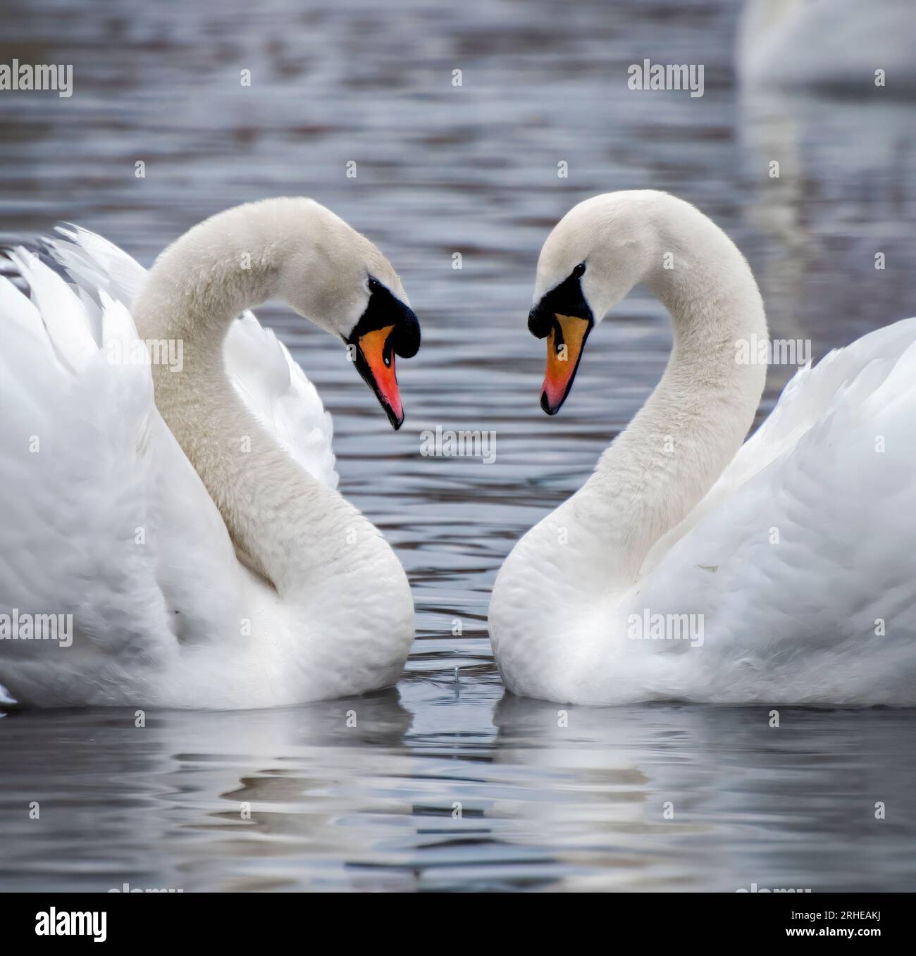 Two mute swans swimming and facing each other to form a heart shape with their necks Stock Photo