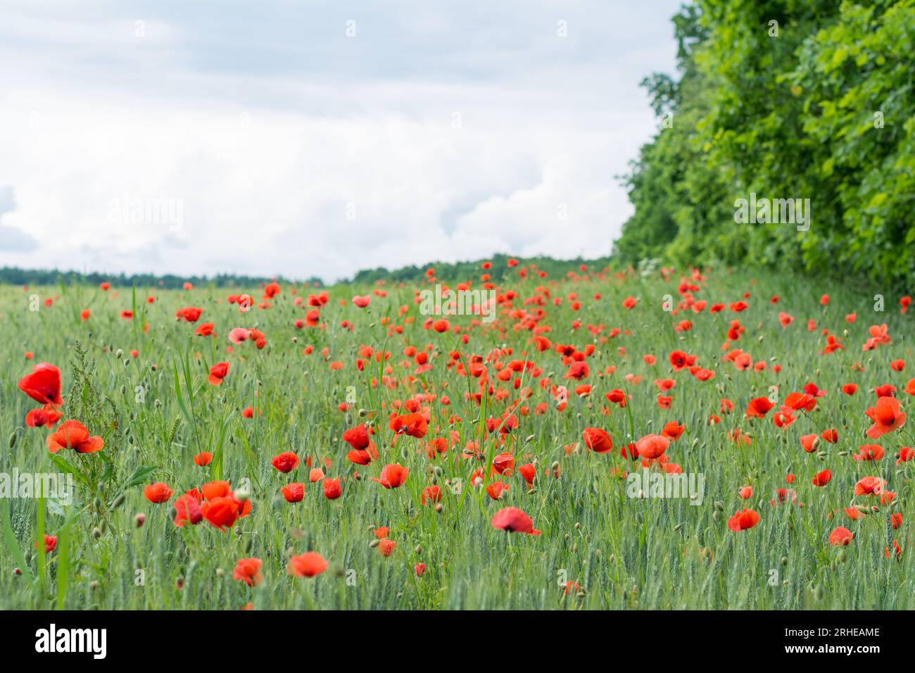 Flowering red common poppies in green barley field by forest trees under cloudy sky. Spring cornfield with corn poppy weeds in a melancholy landscape. Stock Photo