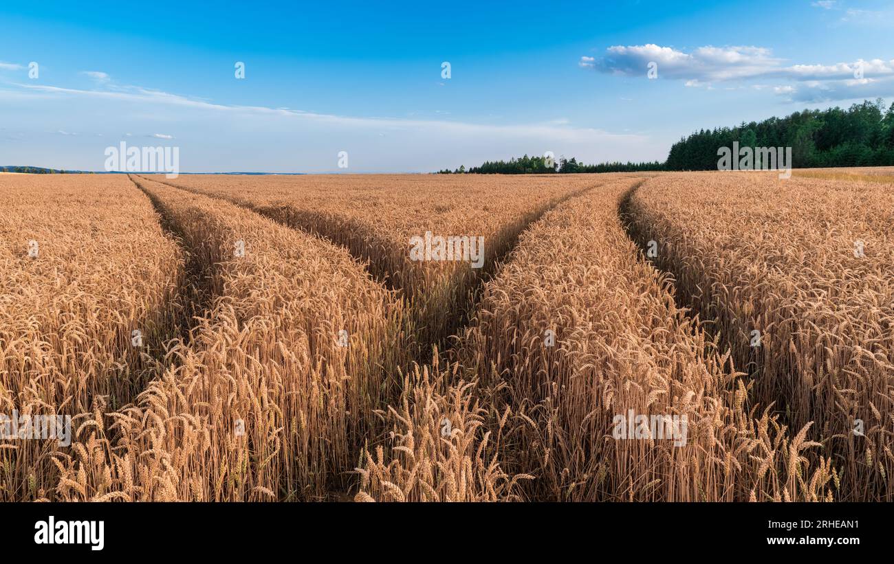 Closeup of ruts in bread wheat field in summer nature scenery. Triticum aestivum. Beautiful ripe cornfield in rural landscape with forest and blue sky. Stock Photo