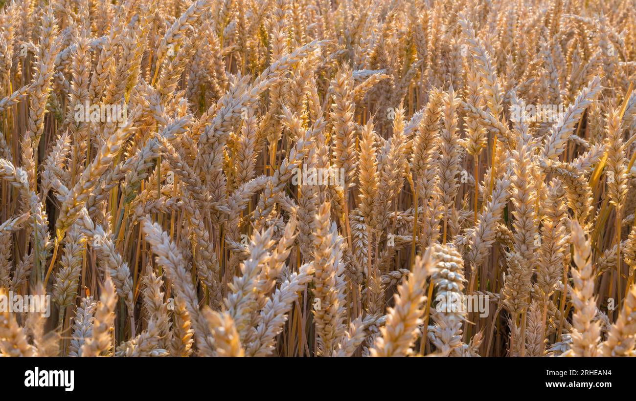 Beautiful ripe common wheat ears in sunlit summer field. Triticum aestivum. Close-up of dry golden spikelets of rural cornfield in sunbeams backlight. Stock Photo
