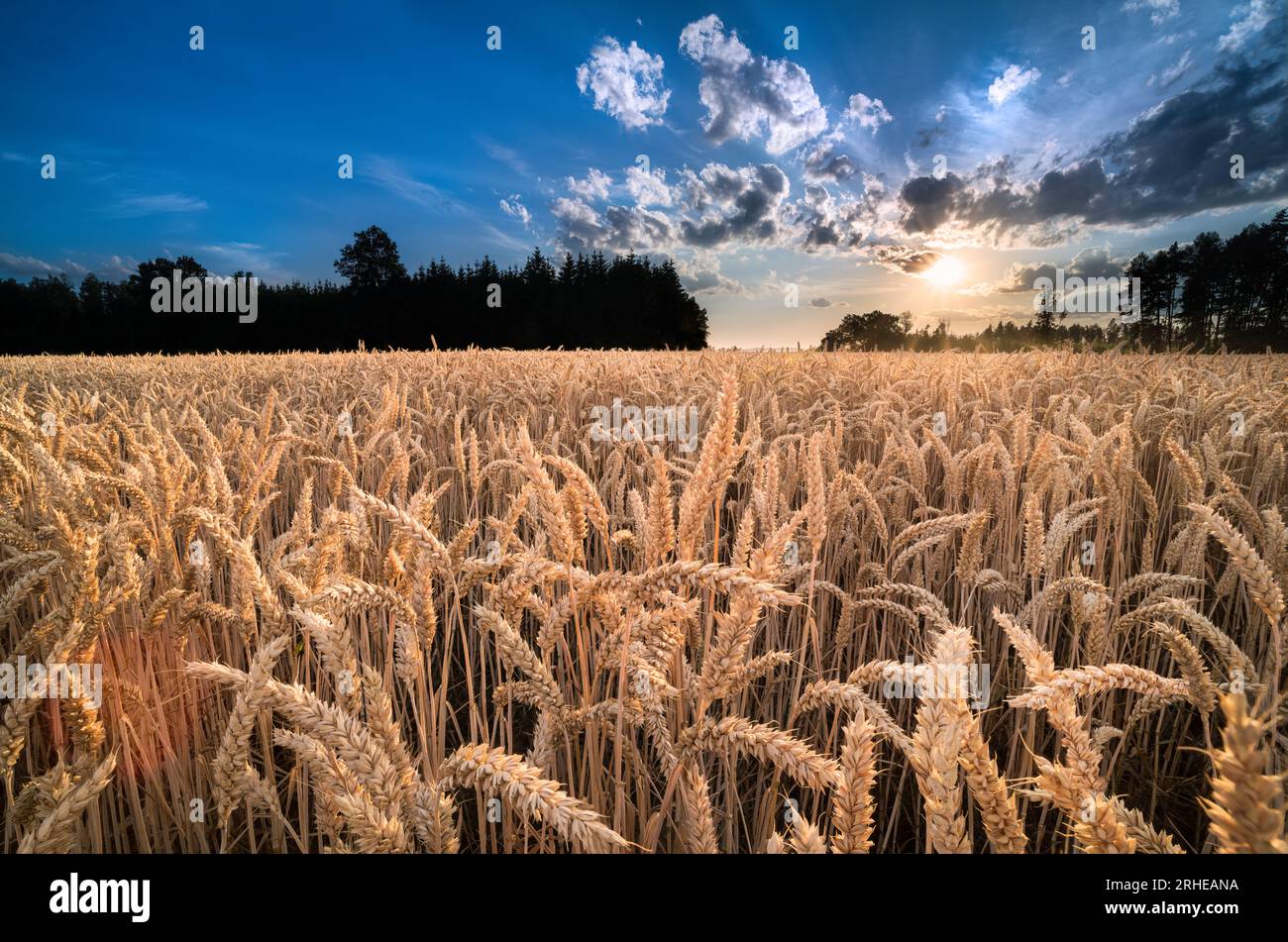 Close-up of ripe common wheat ears at sunset in rural landscape. Triticum aestivum. Beautiful sunlit summer cornfield, forest or sun beams on blue sky. Stock Photo