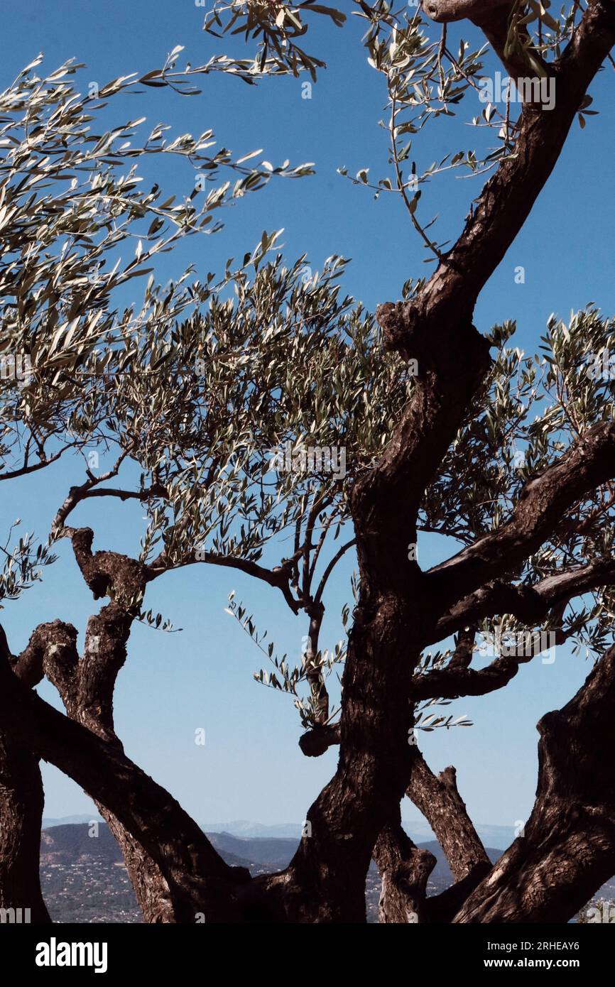 Olive tree in the wind in the town of Gassin, South of France 2023. Canon EOS800D Stock Photo