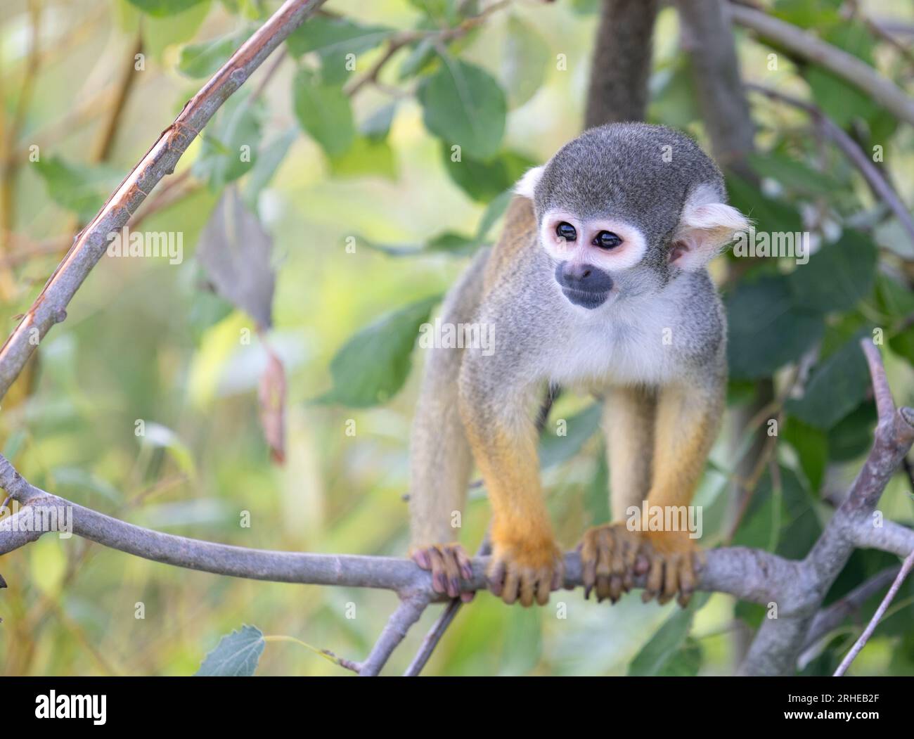 Common Squirrel Monkey, Simia sciurea, from Central and South America - New World Monkey; One adult, front view Stock Photo