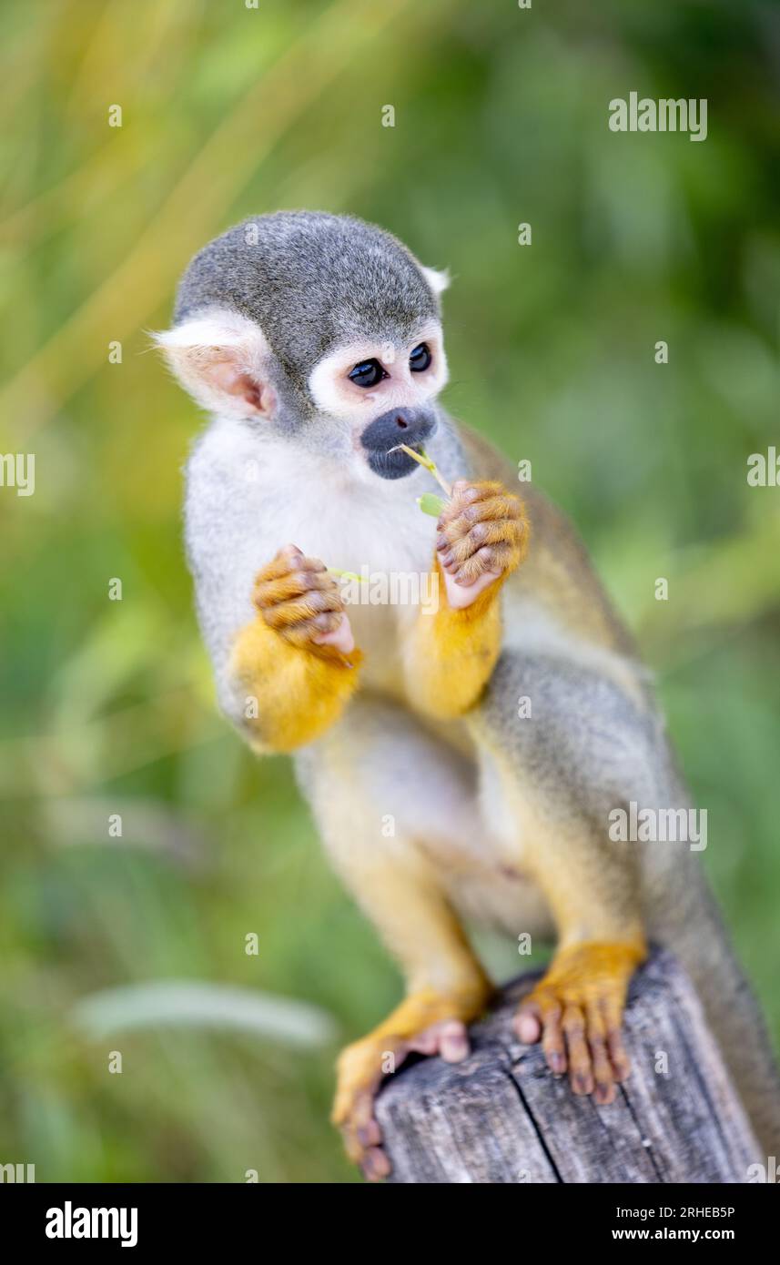 Common Squirrel Monkey, Simia sciurea, feeding on leaves, from Central and South America - New World Monkey; One adult, front view Stock Photo